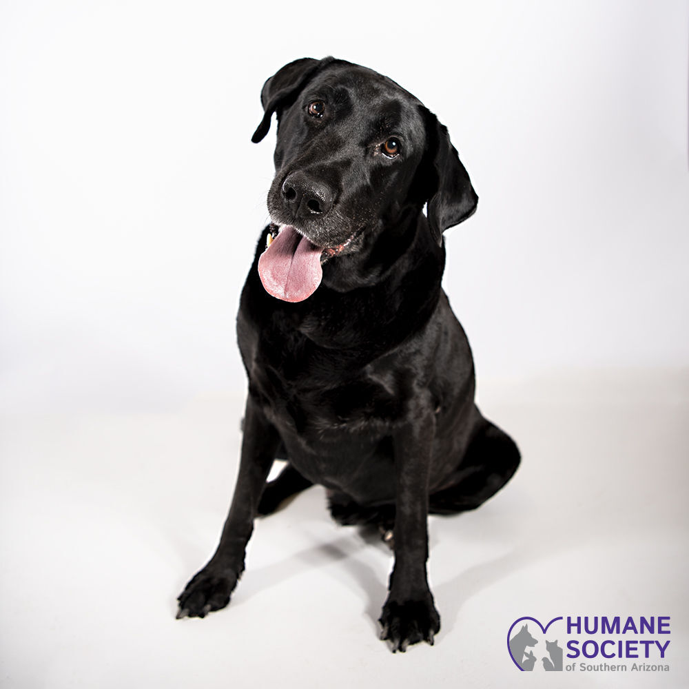 Adopt a friend: Hercules